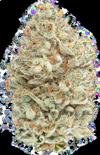 Cereal Milk Premium Cannabis Flower