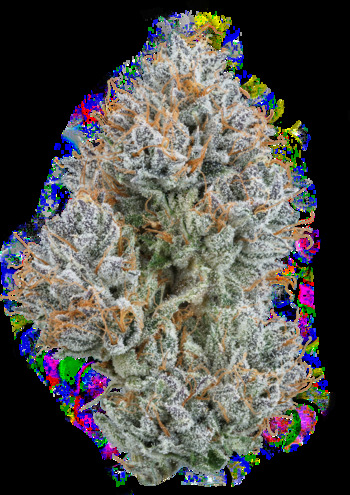 Kush Mountains Premium Cannabis Flower