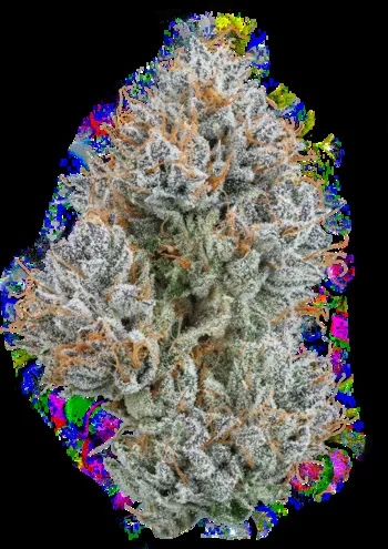 Kush Mountains Premium Cannabis Flower