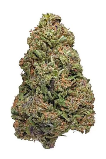 Purple Dragon