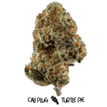 Cali Plug Turtle Pie 