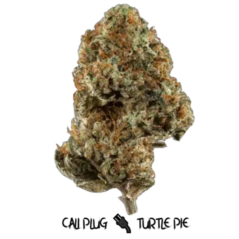 Cali Plug Turtle Pie 
