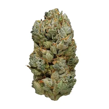  White Widow