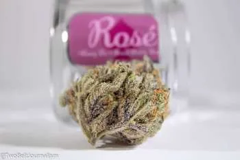 Pink Rozay 