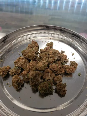 Skunk #1