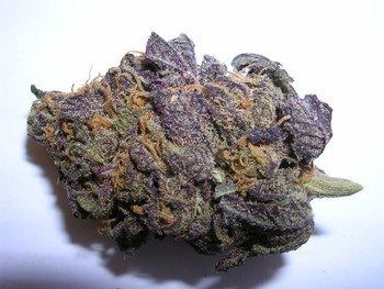 Purple Haze