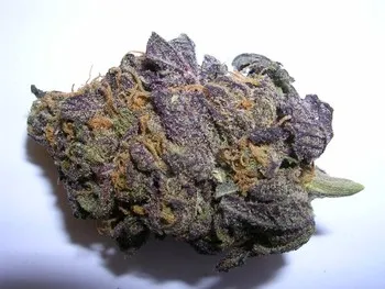 Purple Haze
