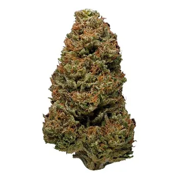 Harlequin-High CBD